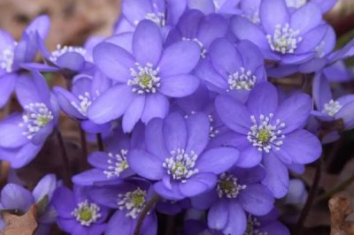 白色花卉品種，包括水仙花、梔子花、茉莉花等種類