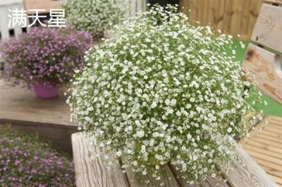 和女生第一次見(jiàn)面適合送什么花，可選擇郁金香、百合花等