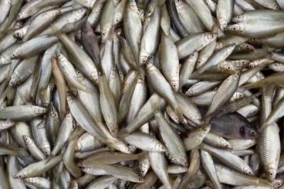 袖鉤的是什么魚鉤，是為鯽魚等小型魚類設(shè)計的