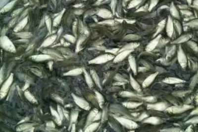 中科五號(hào)鯽魚苗的價(jià)格，一尾需要0.2-0.3元左右