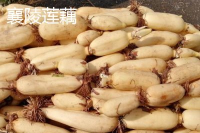 山西省襄汾縣的特產(chǎn)，有中國最大的地黃藥材營銷基地