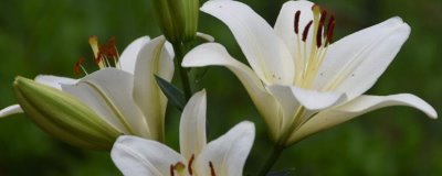百合花的寓意，寓意百年好合、偉大的愛等
