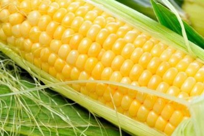 賽德1號玉米品種簡介，適宜播期在4月下旬