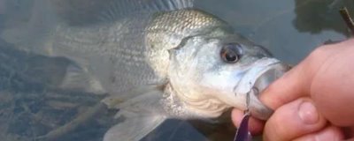 人工養(yǎng)殖的鱸魚怎么釣，可采用傳統(tǒng)釣法或路亞釣法