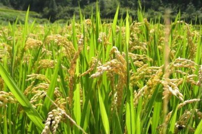 贛優(yōu)735水稻種子簡介，該品種穗型較大