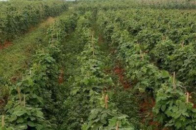 菜用葛根的種植前景，目前來看前景較廣闊