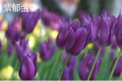 紫色花卉的花語，不同花卉的花語不同