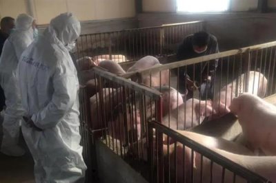 非洲豬瘟傳播途徑和防范措施，可通過人員傳播和飼料傳播等