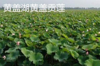 湖南臨湘的土特產(chǎn)，包括龍窖腐乳、龍窖醬菜、臨湘黑茶等種類