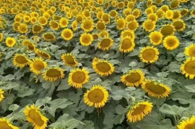 湖北農(nóng)村種什么比較賺錢，種植秋葵的收益比較可觀