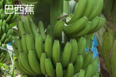 香蕉的產(chǎn)地，原產(chǎn)地是東南亞