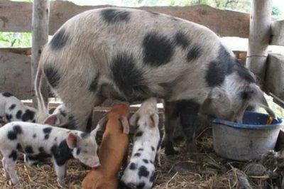 豬飼料能不能長期添加葡萄糖，葡萄糖不可以長時間使用