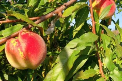 東豐冬桃的產(chǎn)地，分布于安徽、云南、貴州、四川等地