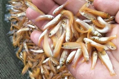 俄羅斯金絲鯇魚苗喂什么飼料，以小麥粉團(tuán)，麥子、玉米為主
