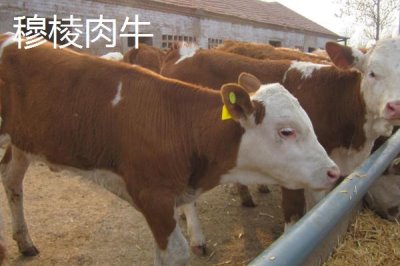 黑龍江牡丹江市的特產(chǎn)，響水大米馳名中外