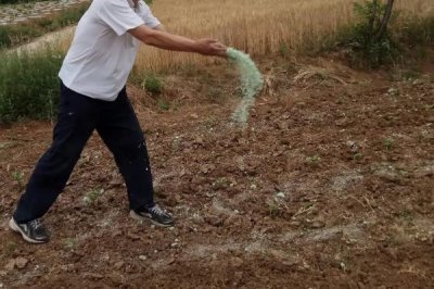 尿素的使用誤區(qū)，作為種肥使用容易產(chǎn)生毒害