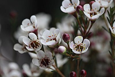 蠟花的花語(yǔ)，寓意剛強(qiáng)堅(jiān)毅、忠貞不渝等