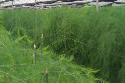 蘆筍苗期怎么管理，定植后要做好補苗、中耕除草等工作