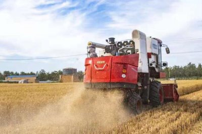 東北小麥幾月份收割，在8-9月份進行收割