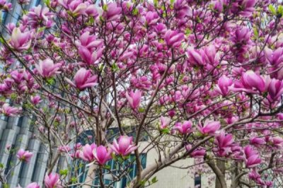 紫玉蘭是什么植物，為中國兩千多年的傳統(tǒng)花卉