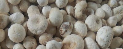 鄆半夏的價格，大概為50-180元左右/斤