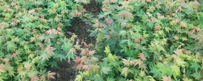 色木槭栽培技術(shù)，播種可在4月中旬進(jìn)行