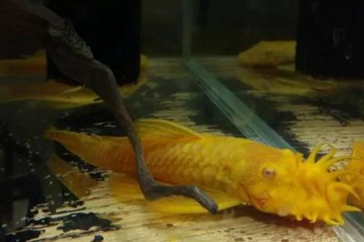 白化黑龍劍尾異型魚好不好養(yǎng)，新手和老手均可飼養(yǎng)