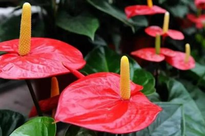 紅掌的換盆方法，取出植株修剪根系后再栽入新盆中