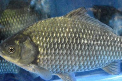 2號袖鉤可以釣多大的鯽魚，適合釣1兩至2兩的鯽魚