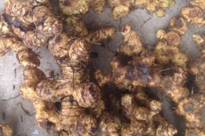 野生雞頭參的價(jià)格，一斤需要8-20元左右