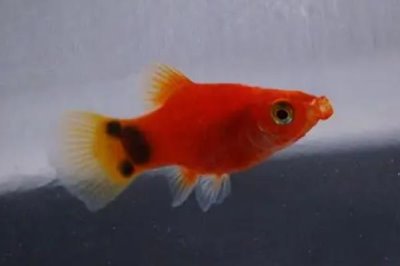 如何飼養(yǎng)剛出生的米奇魚，需要投喂富含營養(yǎng)、容易消化的食物