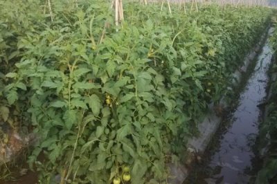 番茄整枝技術，密植栽培適宜使用單干整枝法