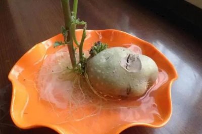 土豆能不能種在水里，可以在水中種植