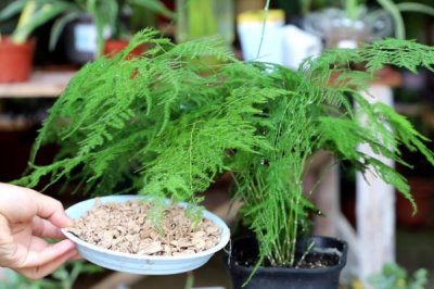 家里養(yǎng)文竹的吉兇，有“竹報(bào)平安”之意