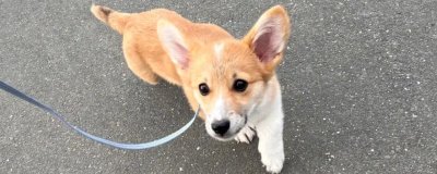春季養(yǎng)狗的注意事項，需注意遮陽、御寒、除蟲、勤梳毛