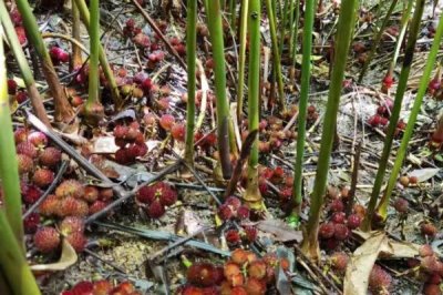 廣東種植哪些藥材能掙錢，可種植砂仁、益智、廣藿香等品種