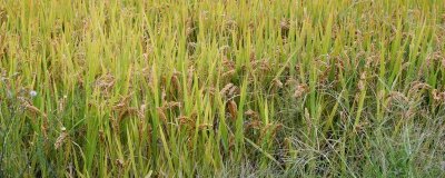 廣秀兩優(yōu)華占水稻種簡介，6月20-25日播種