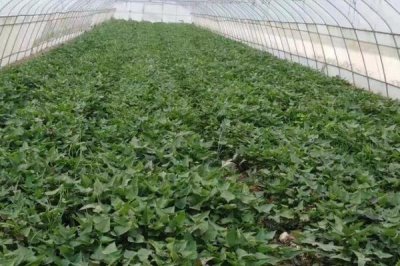 西瓜紅紅薯的種植技術(shù)，可在五一節(jié)假日的后10天定植