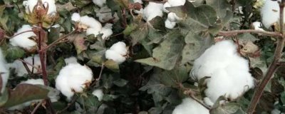 新疆種植棉花的優(yōu)勢，氣候適宜棉花生長且種植面積大