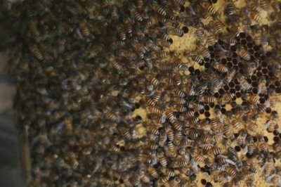 蜜蜂春繁一脾蜂過多久才加脾，通常要經(jīng)過30天以后才能添加