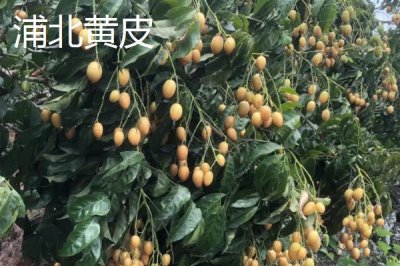 廣西浦北縣的特產(chǎn)，有“世界長(zhǎng)壽之鄉(xiāng)”的稱號(hào)