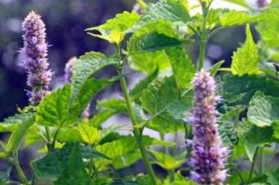藿香什么時候開花，每年6-9月開花