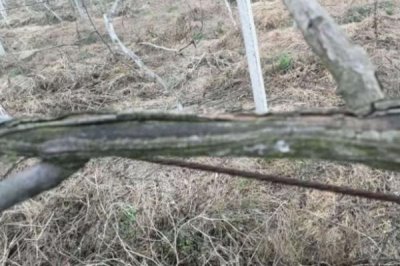 種植獼猴桃怎么預(yù)防凍害，建造防風(fēng)帶可降低受凍幾率