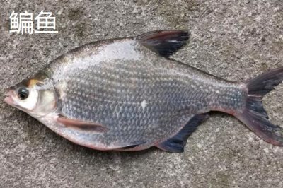 3.0號主線1.5號子線能釣多大的魚，魚情決定魚的大小
