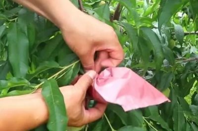 桃子套袋的時間，在桃子謝花后30-50天左右進行套袋
