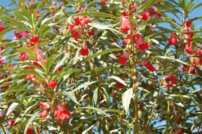 急性子的種植方法，可在春季和夏季播種