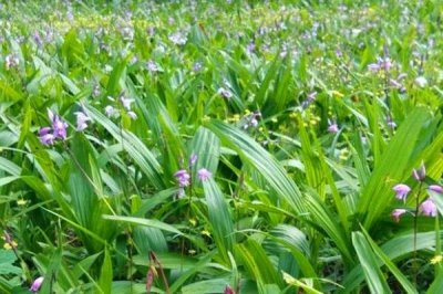 種植一畝白芨的成本，馴化苗的成本為15000元左右