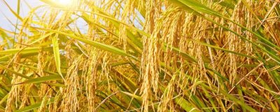 和兩優(yōu)03水稻種子特征特性，秧田播種量每畝10公斤