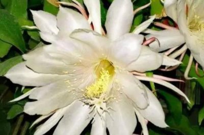 曇花什么時候開花，在每年的6-8月份開花