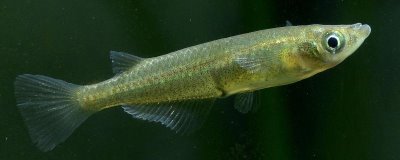 青鳉魚吃什么飼料，比較喜歡的就是動(dòng)物性飼料